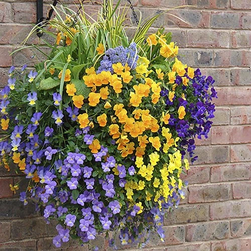 Pair Of 12" Easy Fill Hanging Baskets 2 Pair Of 12" Easy Fill Hanging Baskets - Image 2