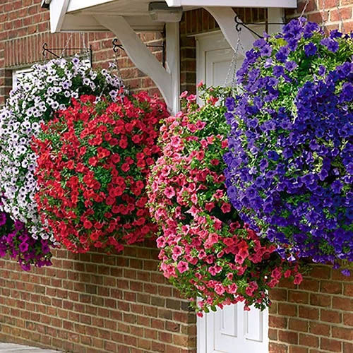 Pair Of 12" Easy Fill Hanging Baskets 3 Pair Of 12" Easy Fill Hanging Baskets - Image 3