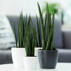 Houseplant Pot Cover 25cm-Anthracite 5 Houseplant Pot Cover 25cm-Anthracite -Verdant Vibes Zone 130475 2