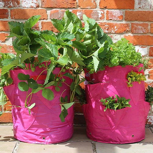 Strawberry And Herb Patio Planter Twin Pack 2 Strawberry And Herb Patio Planter Twin Pack - Image 2