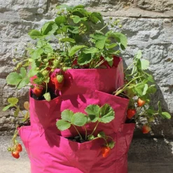 Strawberry And Herb Patio Planter Twin Pack 8 Strawberry And Herb Patio Planter Twin Pack -Verdant Vibes Zone 130497 3