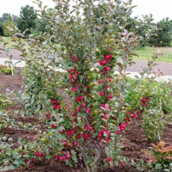 Mini Apple Tree Malus Appletini -Verdant Vibes Zone 300210 3