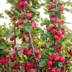 Mini Apple Tree Malus Appletini -Verdant Vibes Zone 300210 7