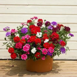 'Samira' Verbena Trailing Collection