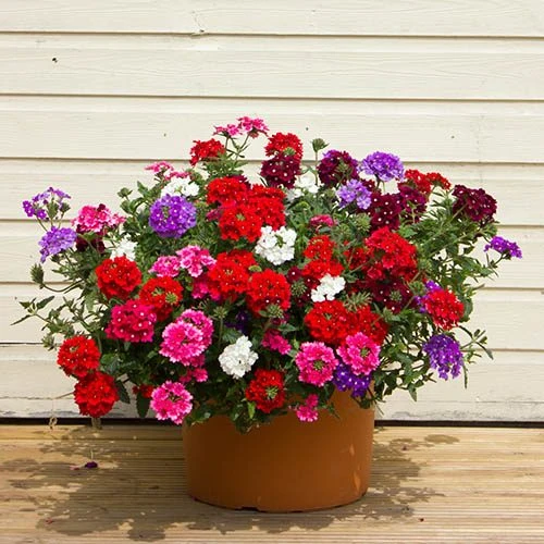 'Samira' Verbena Trailing Collection 1 'Samira' Verbena Trailing Collection