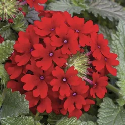 'Samira' Verbena Trailing Collection 10 'Samira' Verbena Trailing Collection -Verdant Vibes Zone 400088 4