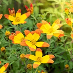 Bidens 'Hawaiian Flare' 7 Bidens 'Hawaiian Flare' -Verdant Vibes Zone 400551 3