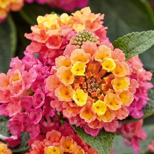 Lantana Evita Rose 2 Lantana Evita Rose - Image 2