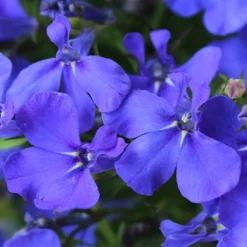 'Sherbet Lemon' Hanging Basket Plug Plants -Verdant Vibes Zone 400762 3