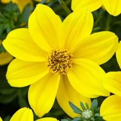 'Sherbet Lemon' Hanging Basket Plug Plants -Verdant Vibes Zone 400762 4