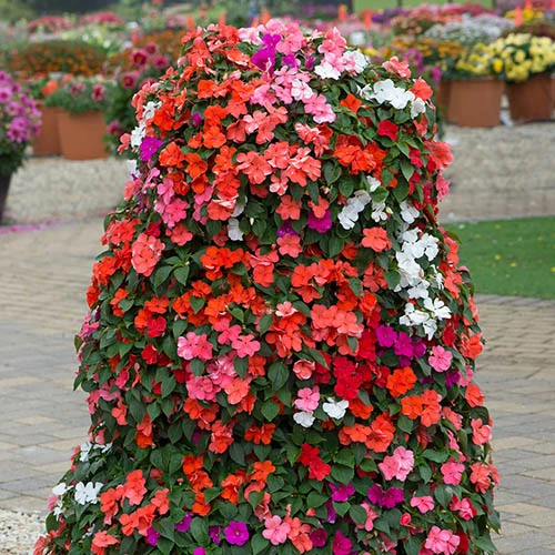 Busy Lizzie 'Beacon' 1 Busy Lizzie 'Beacon'