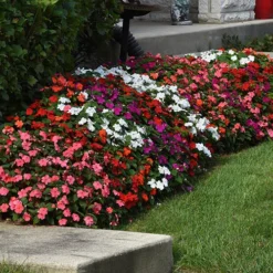 Busy Lizzie 'Beacon' 11 Busy Lizzie 'Beacon' -Verdant Vibes Zone 400804 2