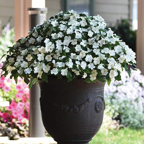 Busy Lizzie 'Beacon' 6 Busy Lizzie 'Beacon' - Image 6