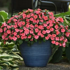 Busy Lizzie 'Beacon' 15 Busy Lizzie 'Beacon' -Verdant Vibes Zone 400804 6