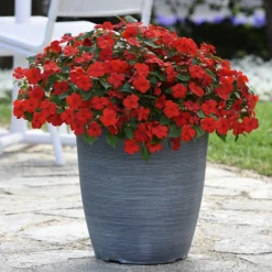 Busy Lizzie 'Beacon' 16 Busy Lizzie 'Beacon' -Verdant Vibes Zone 400804 7