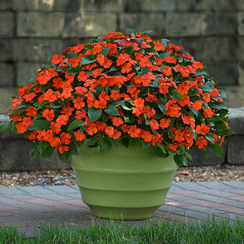 Busy Lizzie 'Beacon' 9 Busy Lizzie 'Beacon' - Image 9