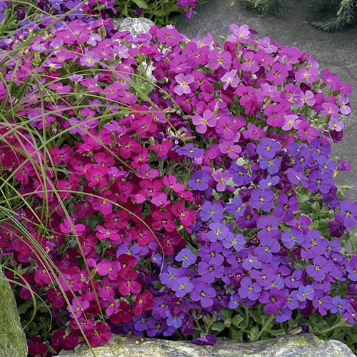 Aubretia Royal Mix 1 Aubretia Royal Mix