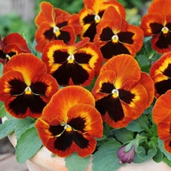 Pansy Solar Flare 5 Pansy Solar Flare -Verdant Vibes Zone 401156 2