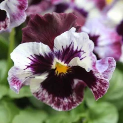 Pansy Can Can -Verdant Vibes Zone 401161 4