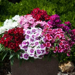 Verdant Vibes Zone 16 Dianthus Sweet William 'Gem'