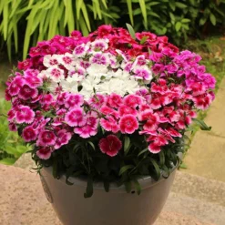 Verdant Vibes Zone -Verdant Vibes Zone 401164 1