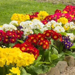 Polyanthus High Seas -Verdant Vibes Zone 401166 2
