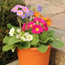 Polyanthus High Seas -Verdant Vibes Zone 401166 3