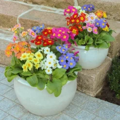 Polyanthus High Seas -Verdant Vibes Zone 401166 4