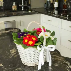 Primrose Rainbow 7 Primrose Rainbow -Verdant Vibes Zone 401169 2