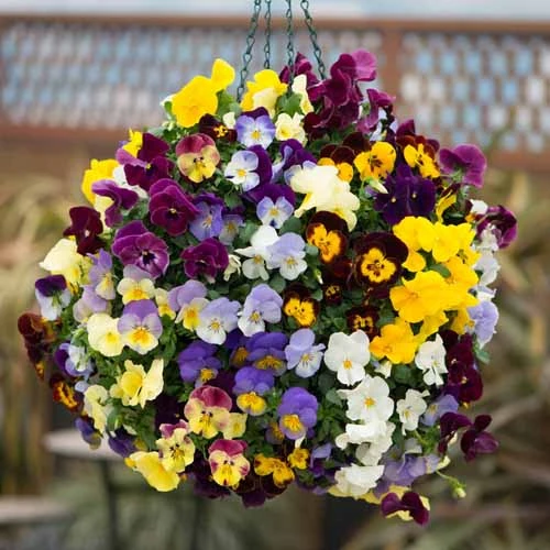 Pansy Cascadia XL Trailing 1 Pansy Cascadia XL Trailing