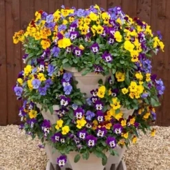 Pansy Cascadia XL Trailing 11 Pansy Cascadia XL Trailing -Verdant Vibes Zone 401172 4