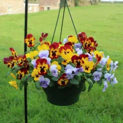 Pansy Cascadia XL Trailing 12 Pansy Cascadia XL Trailing -Verdant Vibes Zone 401172 5