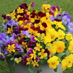 Pansy Cascadia XL Trailing 13 Pansy Cascadia XL Trailing -Verdant Vibes Zone 401172 6