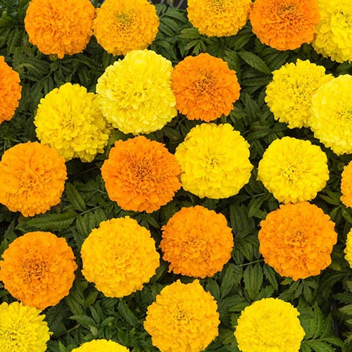 Marigold African Sun Mix 1 Marigold African Sun Mix