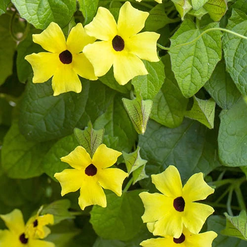 Thunbergia Sunny Mixed 2 Thunbergia Sunny Mixed - Image 2