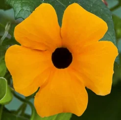 Thunbergia Sunny Mixed 9 Thunbergia Sunny Mixed -Verdant Vibes Zone 401394 2