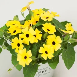 Thunbergia Sunny Mixed 13 Thunbergia Sunny Mixed -Verdant Vibes Zone 401394 6