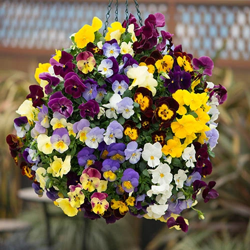 Trailing Hardy Pansy 'Fragrant Waterfall ' 1 Trailing Hardy Pansy 'Fragrant Waterfall '