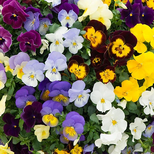 Trailing Hardy Pansy 'Fragrant Waterfall ' 2 Trailing Hardy Pansy 'Fragrant Waterfall ' - Image 2