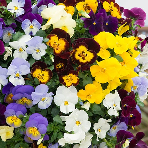 Trailing Hardy Pansy 'Fragrant Waterfall ' 3 Trailing Hardy Pansy 'Fragrant Waterfall ' - Image 3