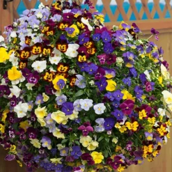 Trailing Hardy Pansy 'Fragrant Waterfall ' 8 Trailing Hardy Pansy 'Fragrant Waterfall ' -Verdant Vibes Zone 401455 3