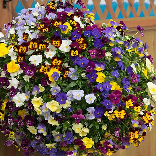 Trailing Hardy Pansy 'Fragrant Waterfall ' 4 Trailing Hardy Pansy 'Fragrant Waterfall ' - Image 4