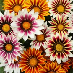 Gazania 'Tiger Stripes Mix' 7 Gazania 'Tiger Stripes Mix' -Verdant Vibes Zone 410060 3