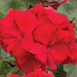 Verdant Vibes Zone 8 Geranium 'Ultimate Red'