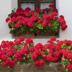 Verdant Vibes Zone -Verdant Vibes Zone 410064 1