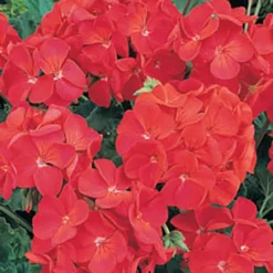 Geranium 'Ultimate Red' 7 Geranium 'Ultimate Red' -Verdant Vibes Zone 410064 2