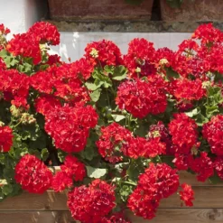 Geranium 'Ultimate Red' 8 Geranium 'Ultimate Red' -Verdant Vibes Zone 410064 3