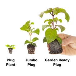 Geranium 'Ultimate Red' 9 Geranium 'Ultimate Red' -Verdant Vibes Zone 410064 4