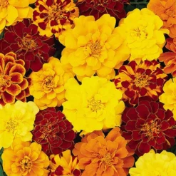 Marigold Durango Mix -Verdant Vibes Zone 410072 2