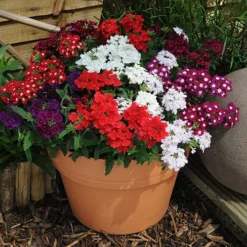 Verbena 'Quartz' Mix 8 Verbena 'Quartz' Mix -Verdant Vibes Zone 410076 3